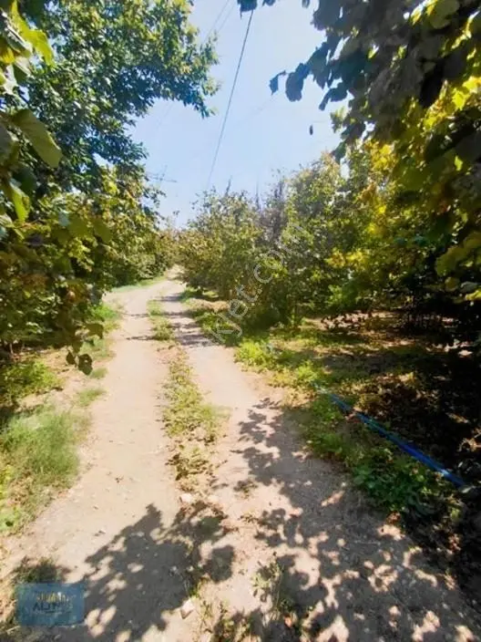 1.150 Mt2 Müstakil Tapu Yol Su Elektrik Önünde — fotoğraf 10