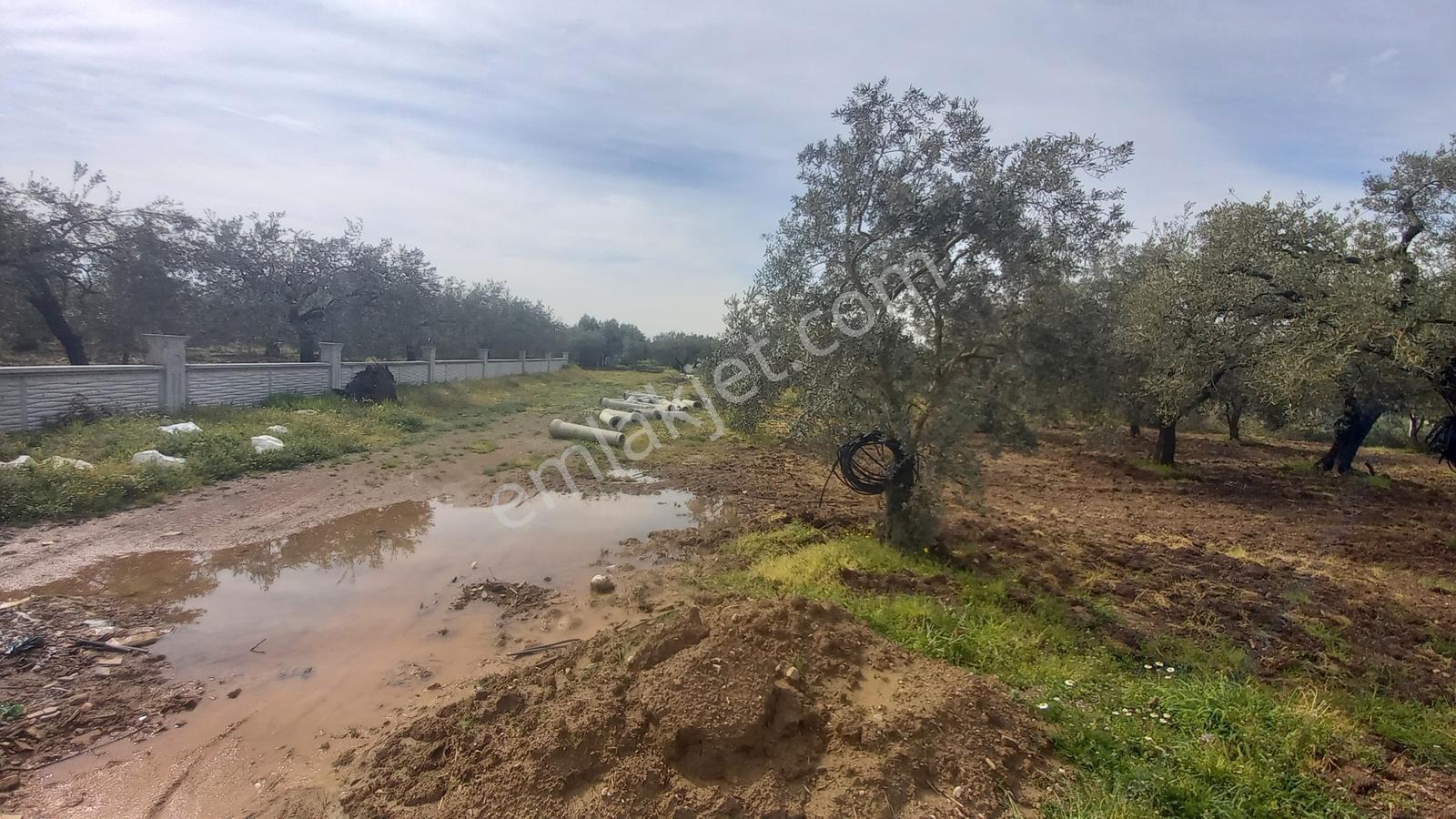 Ulucami Mah. 1270 M2 Villa İmarlı Arsa — fotoğraf 18