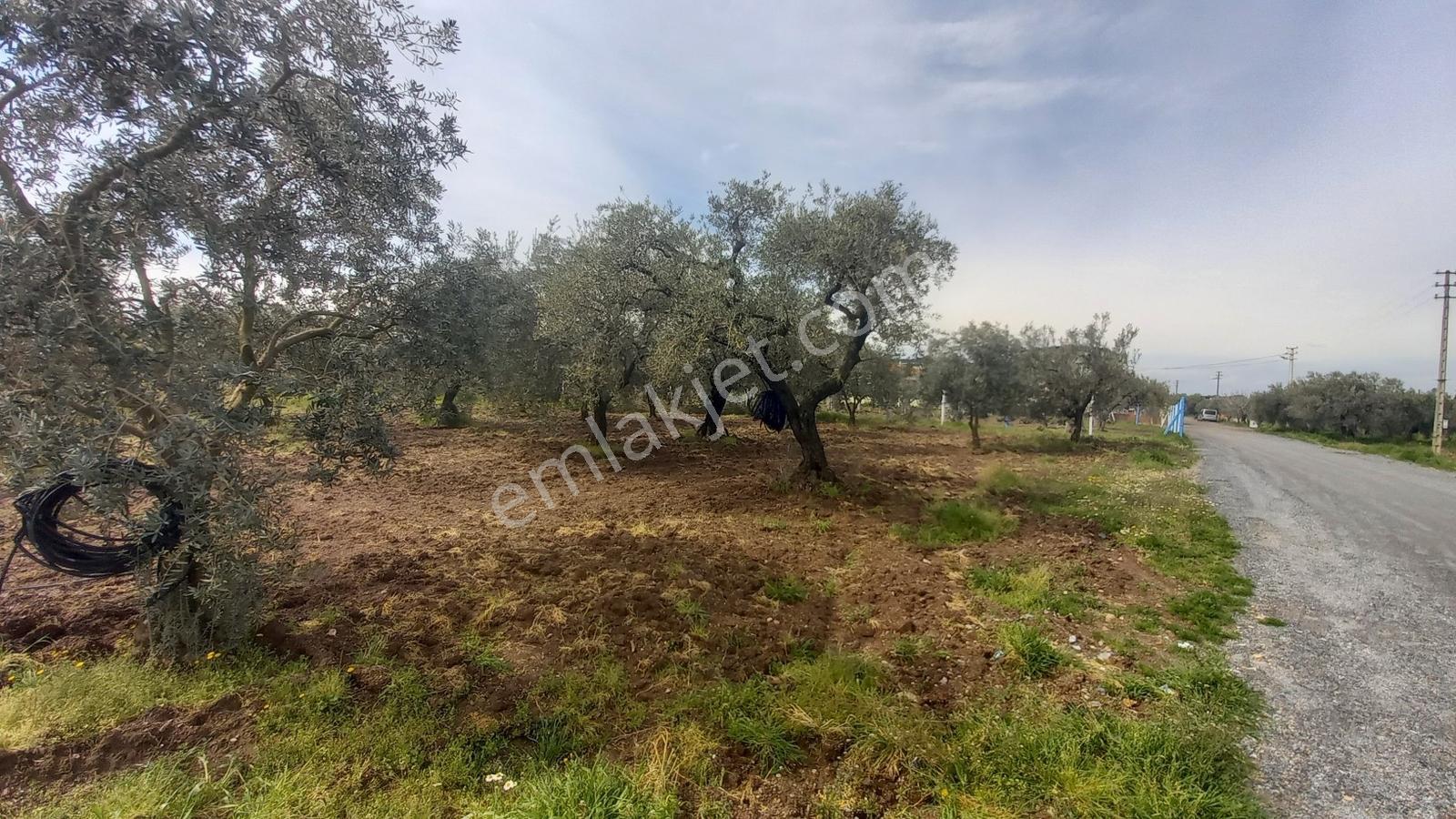 Ulucami Mah. 1270 M2 Villa İmarlı Arsa — fotoğraf 20