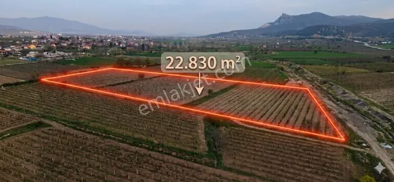 Honaz Kocabaş 15 Dönüm Üzüm Bağı + 8 Dönüm Hazine Arazisi — fotoğraf 2