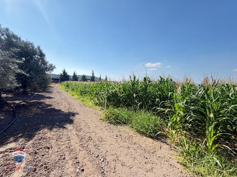 13 Manisa Kırkağaçta 3.600 M² Satılık Tarla — fotoğraf 3