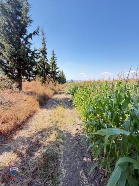 13 Manisa Kırkağaçta 3.600 M² Satılık Tarla — fotoğraf 5