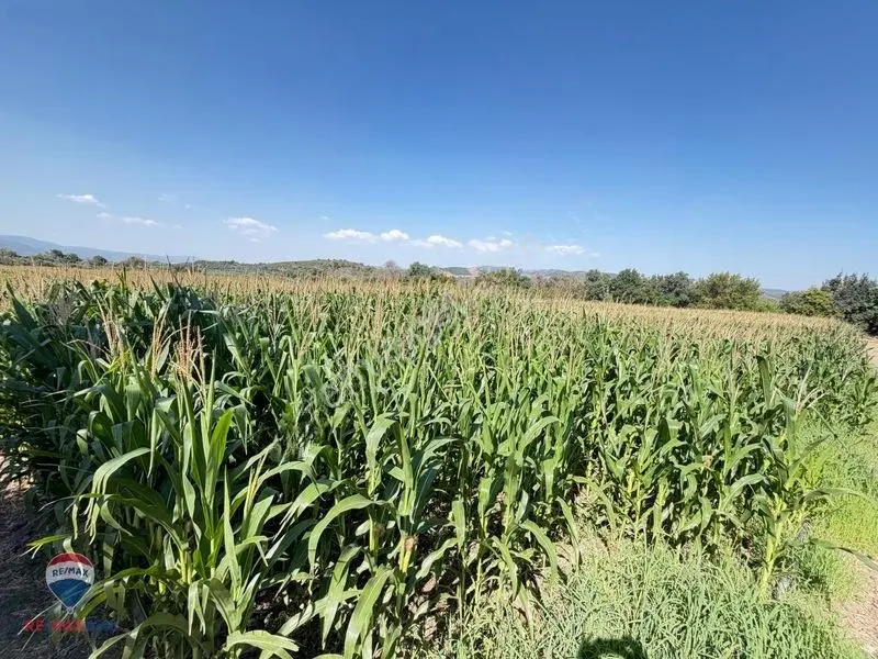 13 Manisa Kırkağaçta 3.600 M² Satılık Tarla — fotoğraf 16
