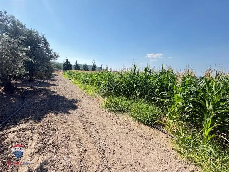 13 Manisa Kırkağaçta 3.600 M² Satılık Tarla — fotoğraf 18