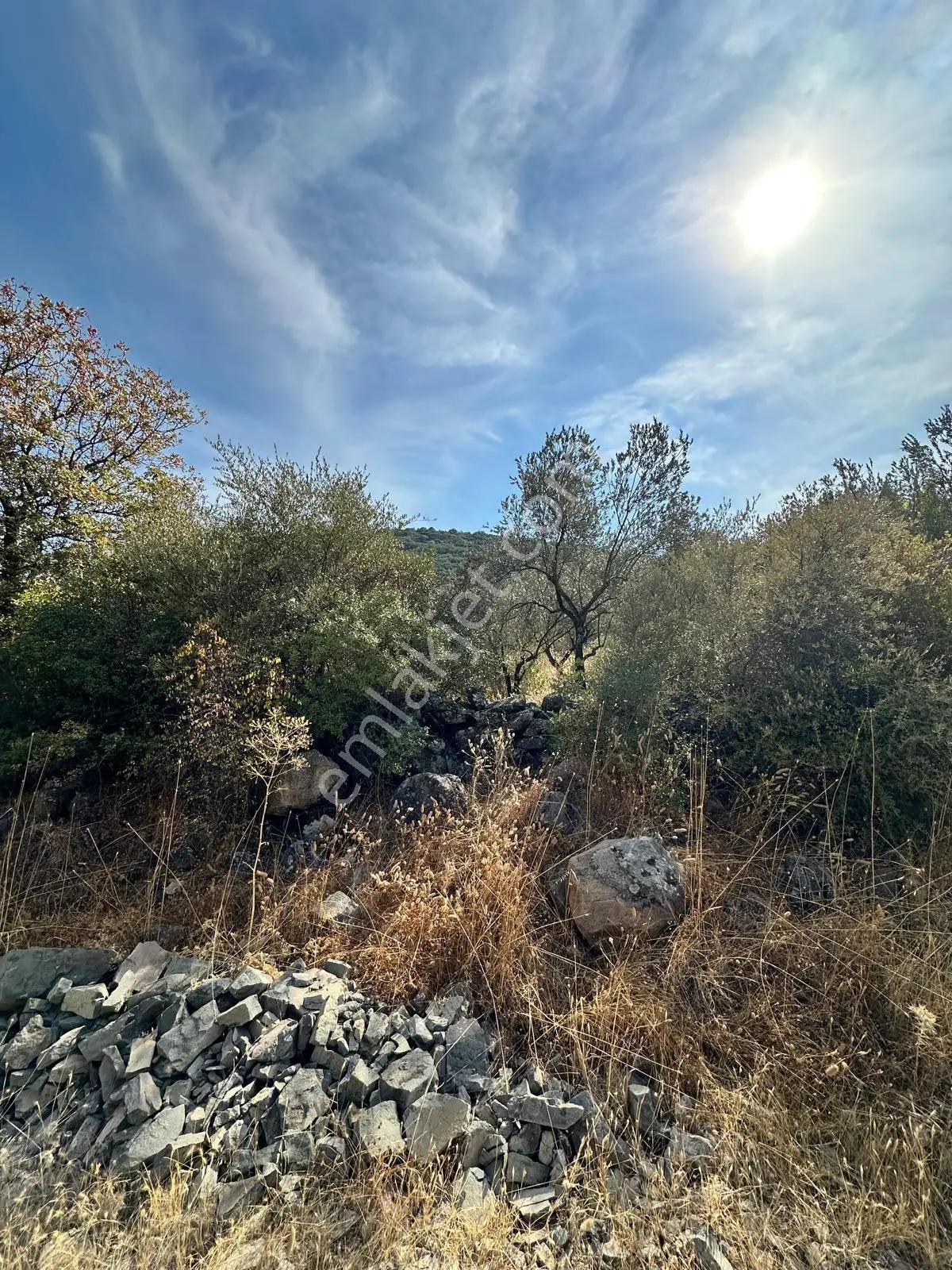 Uyar Gayrimenkulden Kalabakta Zeytinlik — fotoğraf 4