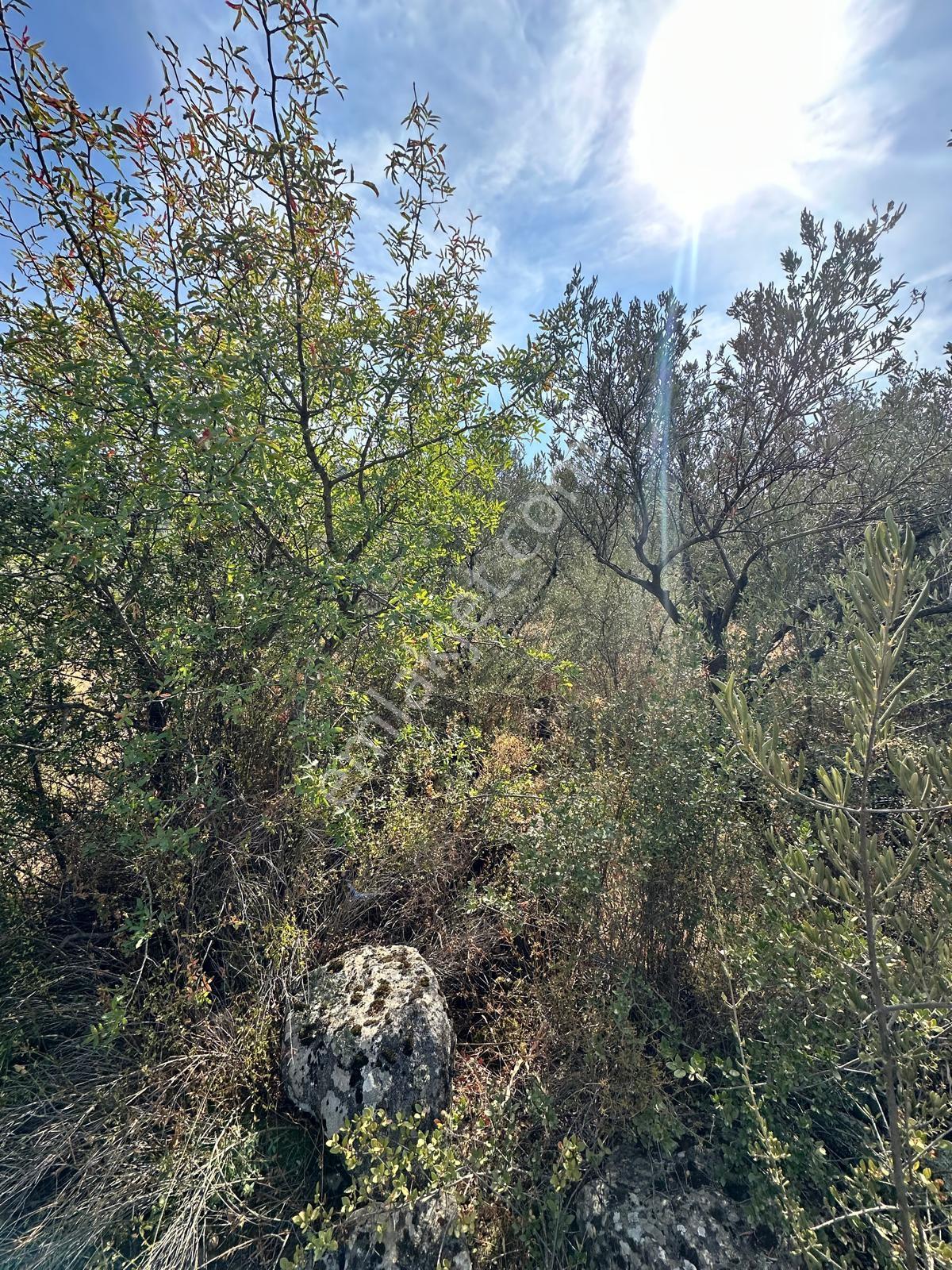 Uyar Gayrimenkulden Kalabakta Zeytinlik — fotoğraf 6