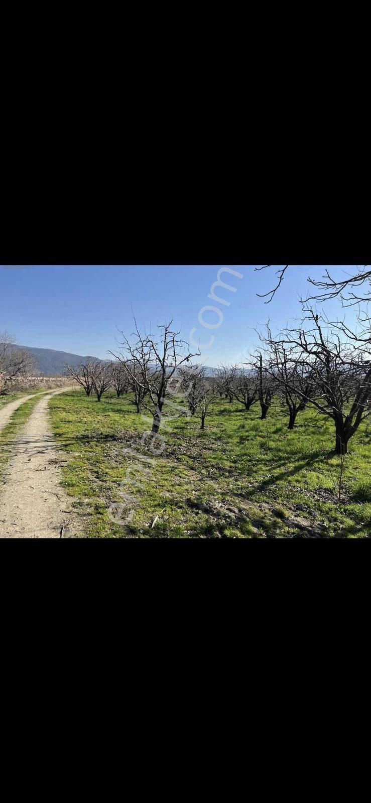 Bursa Kestel Narlıdere'de 6253 M² Bahçe — fotoğraf 4