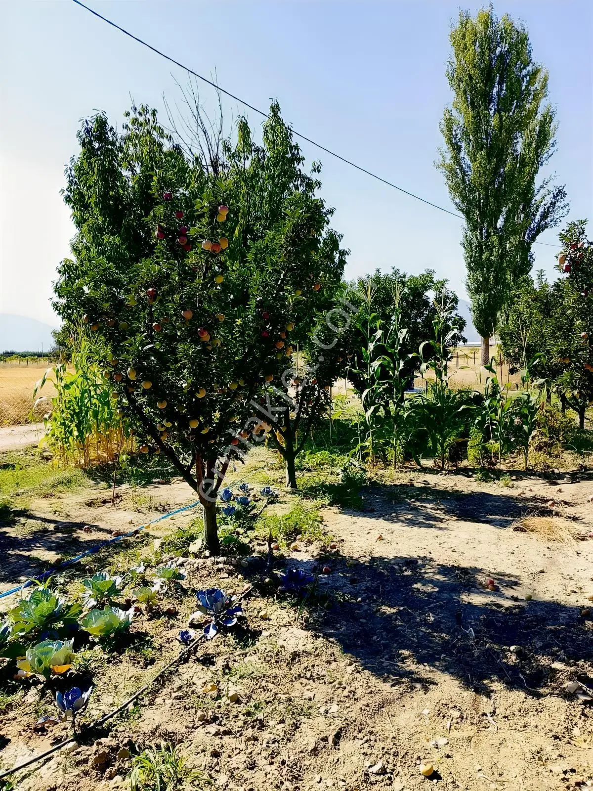 Hilal'den Elmalı Düden Mah.yetişkin Ağaçları Olan Bahçe!.. — fotoğraf 4