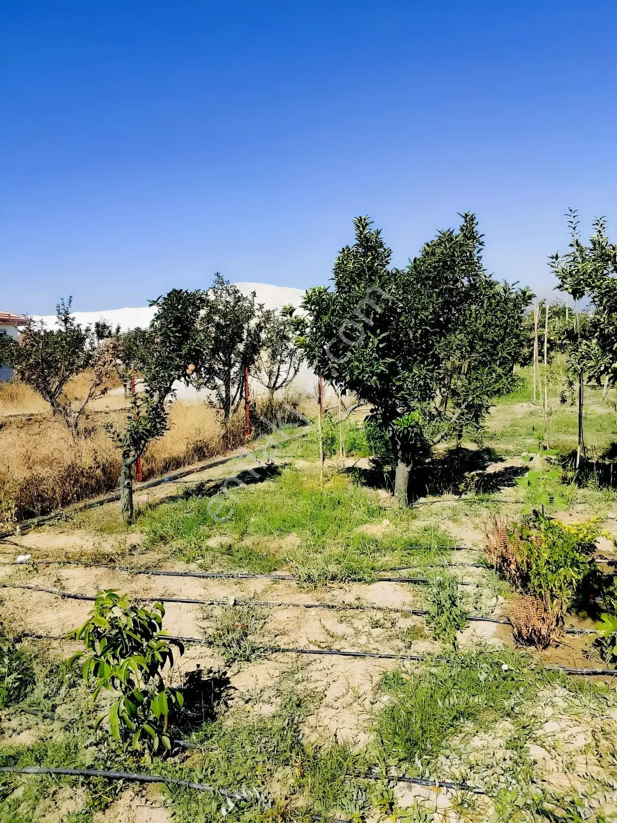 Hilal'den Elmalı Düden Mah.yetişkin Ağaçları Olan Bahçe!.. — fotoğraf 10