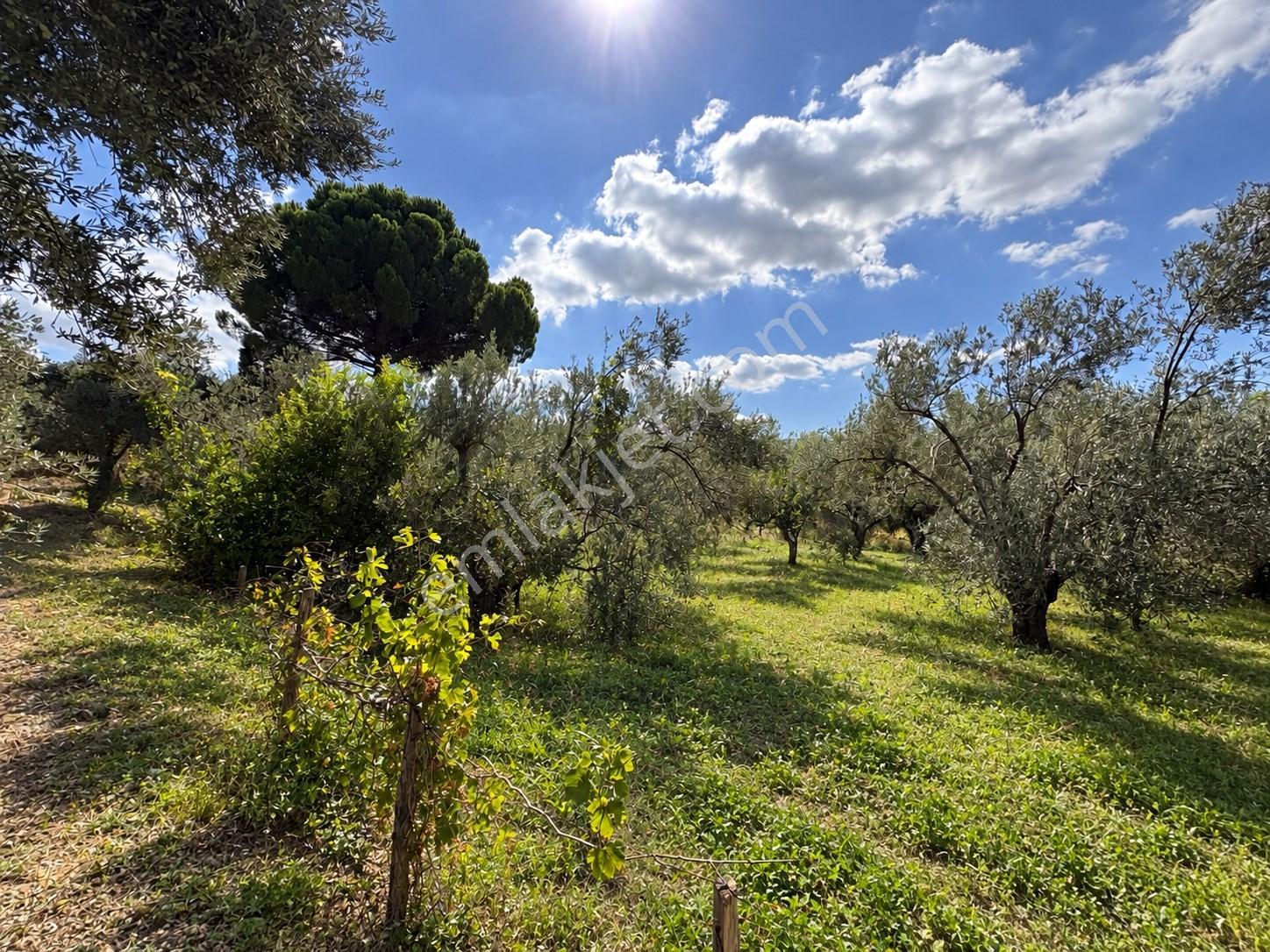 Mera Emlaktan Havran Temaşalık Mh. 235m2 4 Villalık İmarlı Arsa — fotoğraf 15