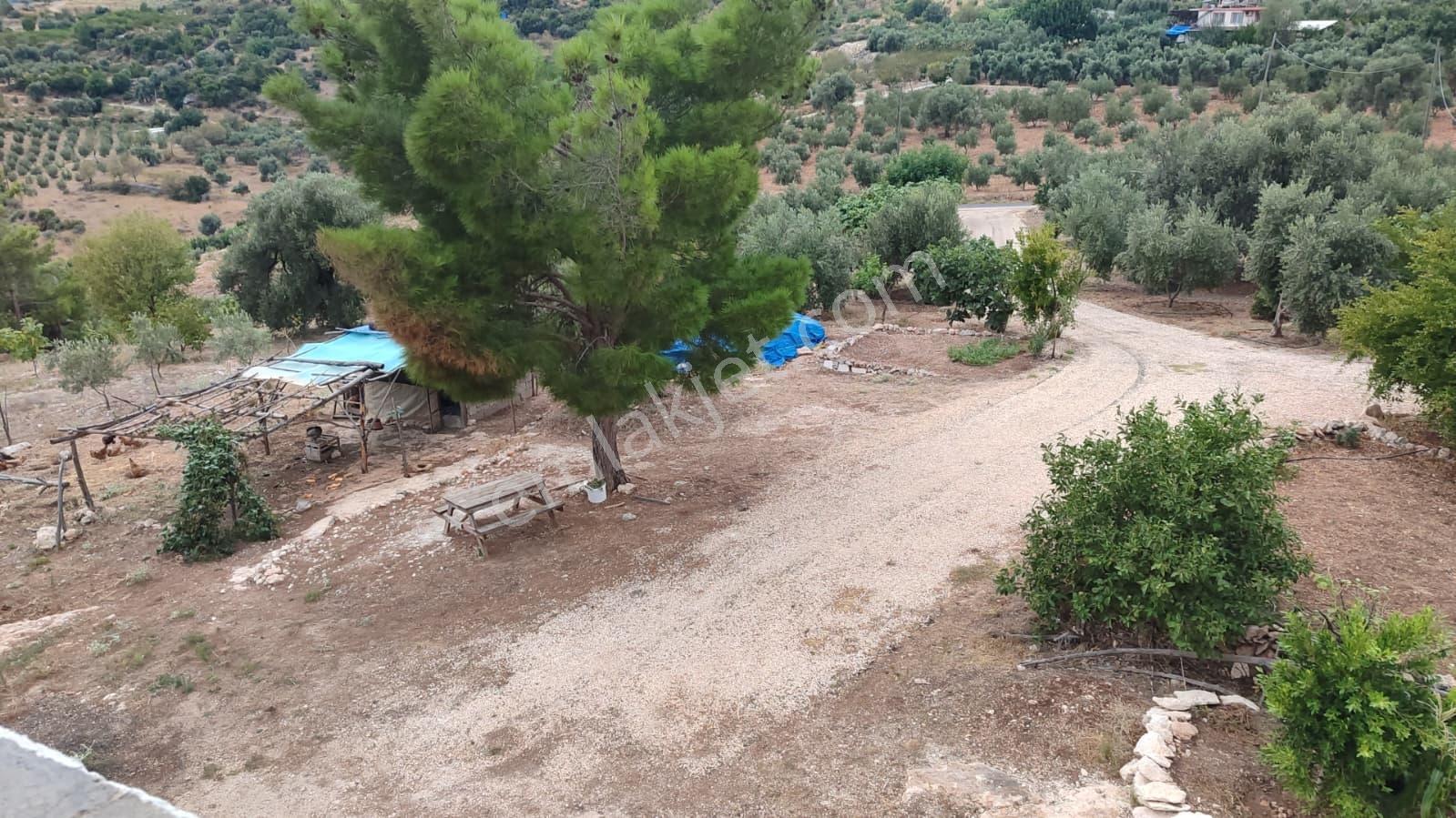 Silifke Karakayada 16 Dönüm İçinde Eşyalı Ev & Zeytinlik — fotoğraf 9