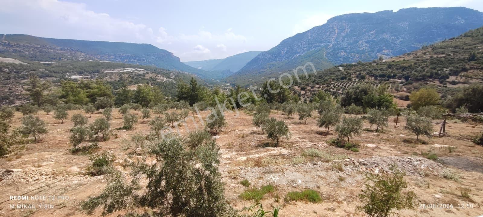 Silifke Karakayada 16 Dönüm İçinde Eşyalı Ev & Zeytinlik — fotoğraf 10