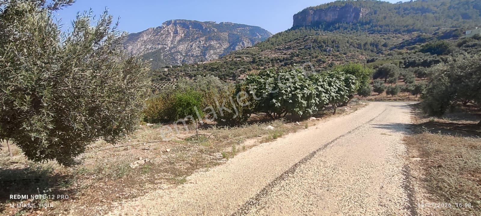 Silifke Karakayada 16 Dönüm İçinde Eşyalı Ev & Zeytinlik — fotoğraf 11