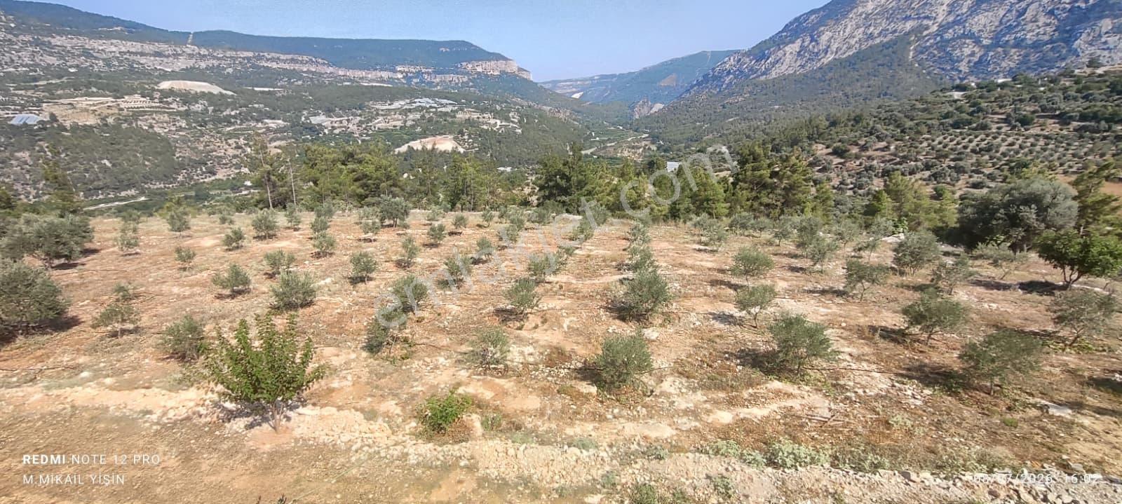 Silifke Karakayada 16 Dönüm İçinde Eşyalı Ev & Zeytinlik — fotoğraf 14