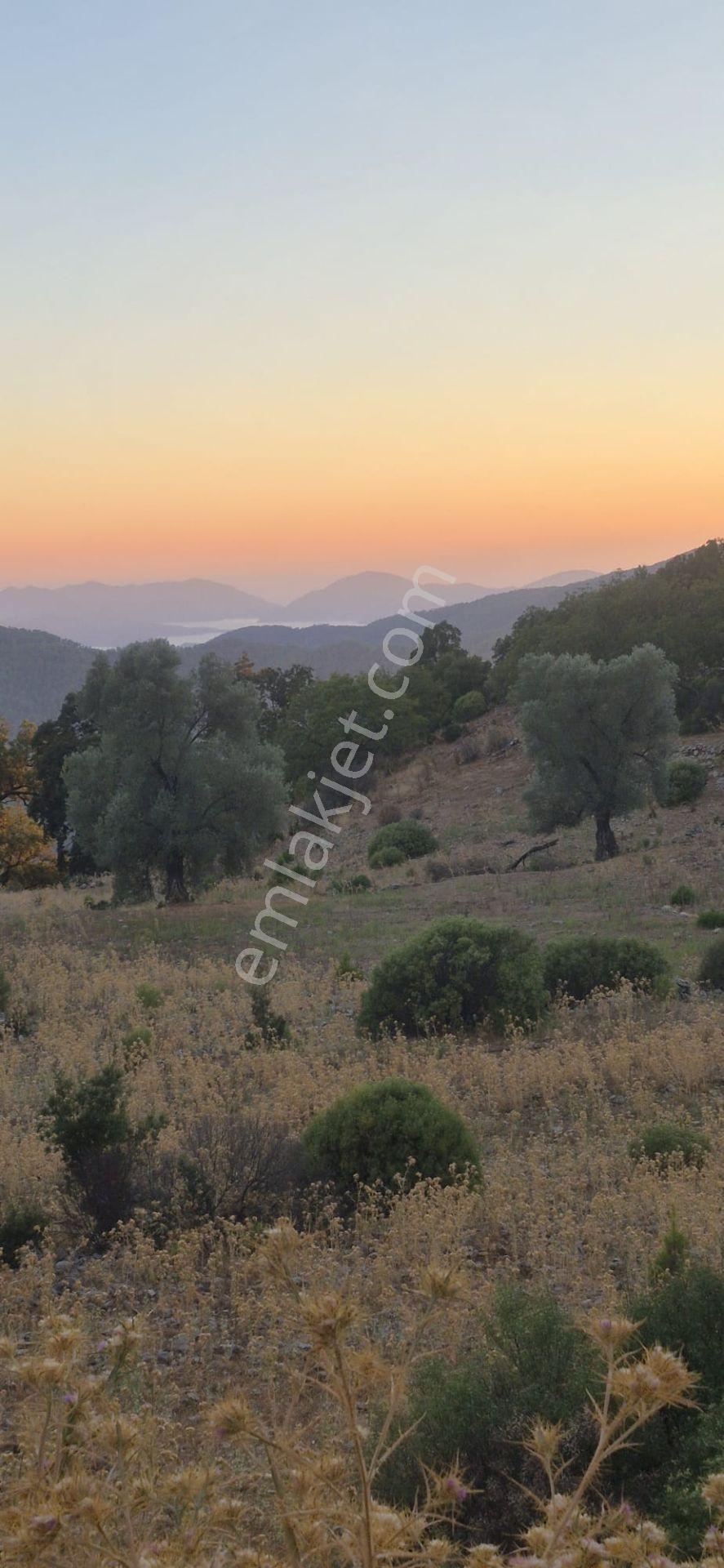 Fethiye Nıf Mah Gedre Mevkı Satılık 7.800m2 Arazı