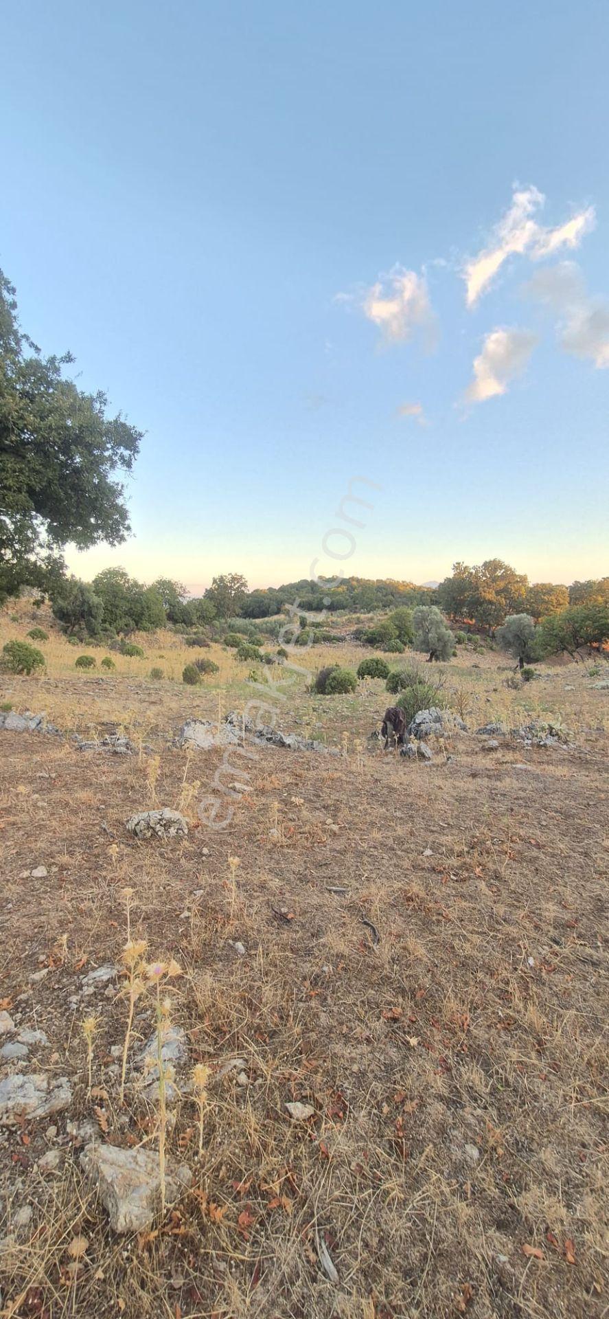 Fethiye Nıf Mah Gedre Mevkı Satılık 7.800m2 Arazı — fotoğraf 2