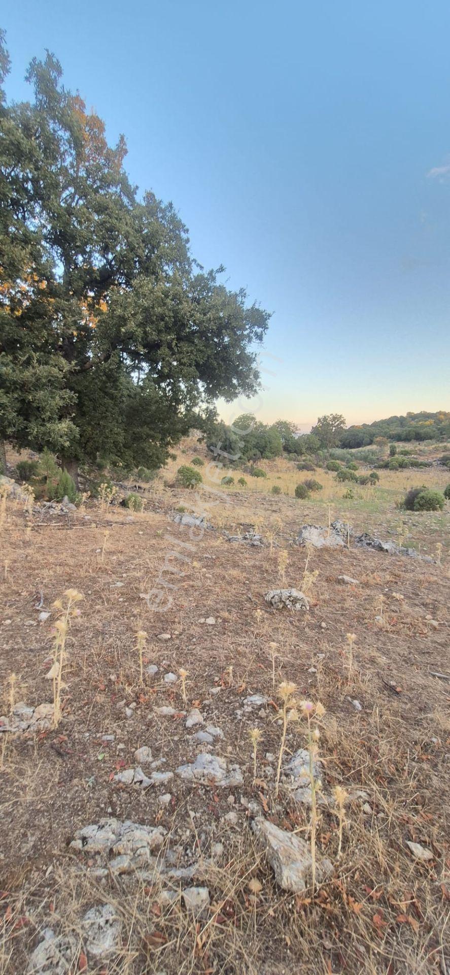 Fethiye Nıf Mah Gedre Mevkı Satılık 7.800m2 Arazı — fotoğraf 3