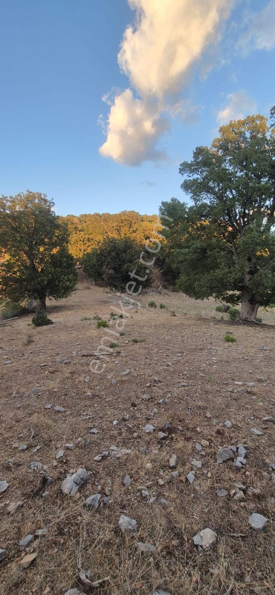 Fethiye Nıf Mah Gedre Mevkı Satılık 7.800m2 Arazı — fotoğraf 9