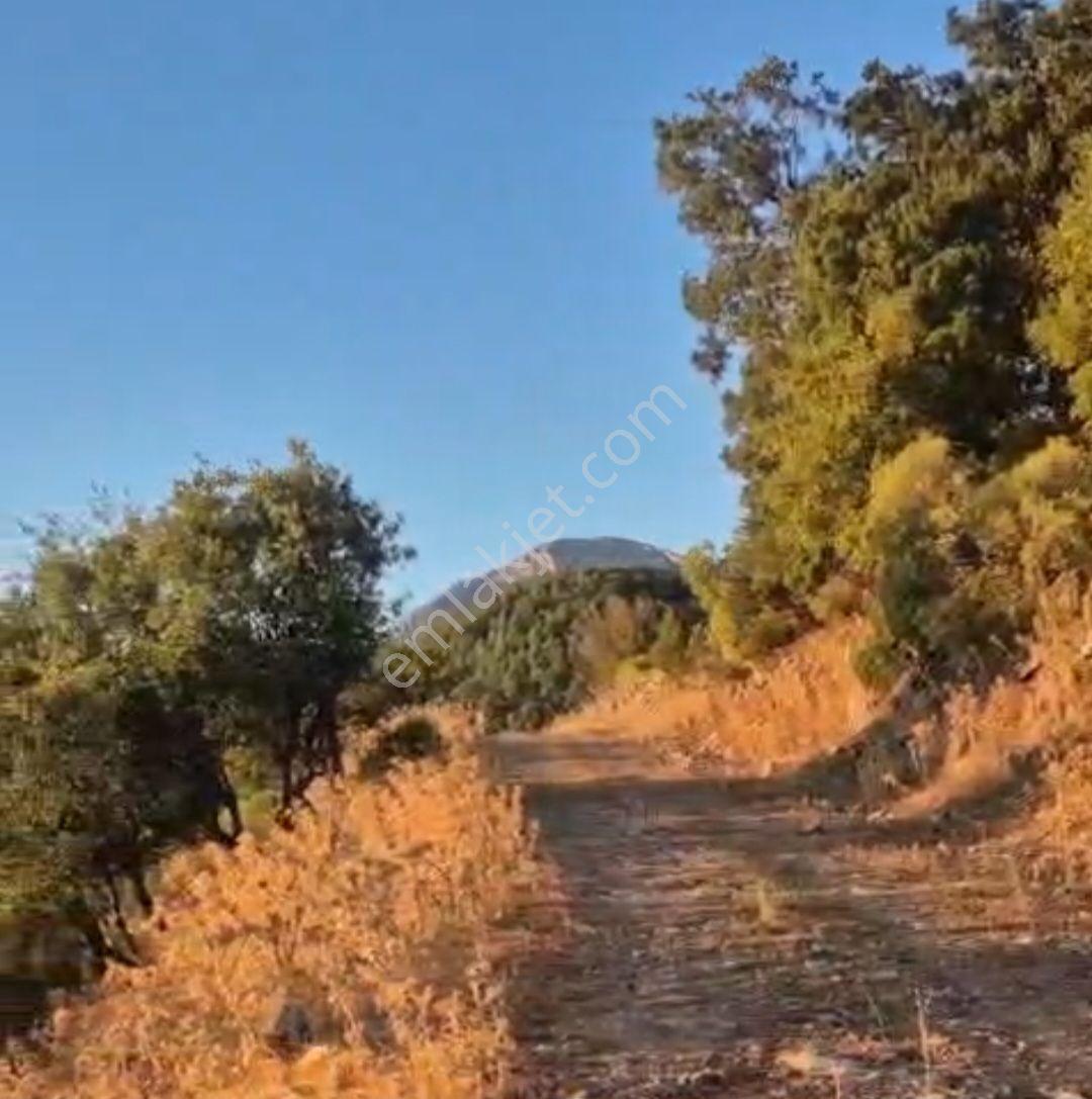 Fethiye Nıf Mah Gedre Mevkı Satılık 7.800m2 Arazı — fotoğraf 12