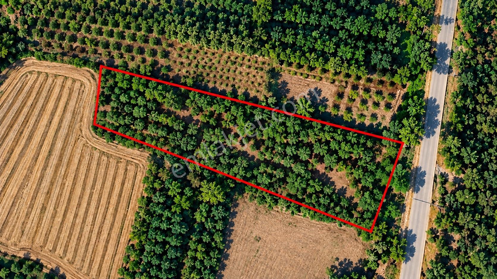 Hamzallı’da 1.040 M² Portakal Bahçesi