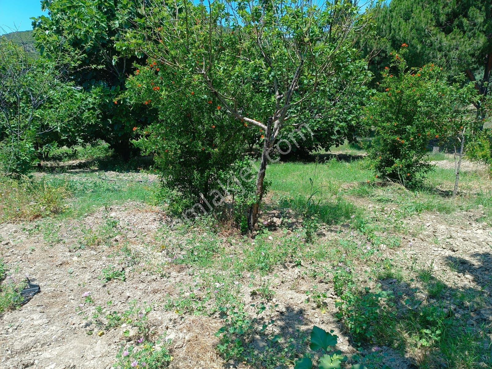 Kuşadası Kirazlı'da Satılık Kiraz Bahçesi.tarla.