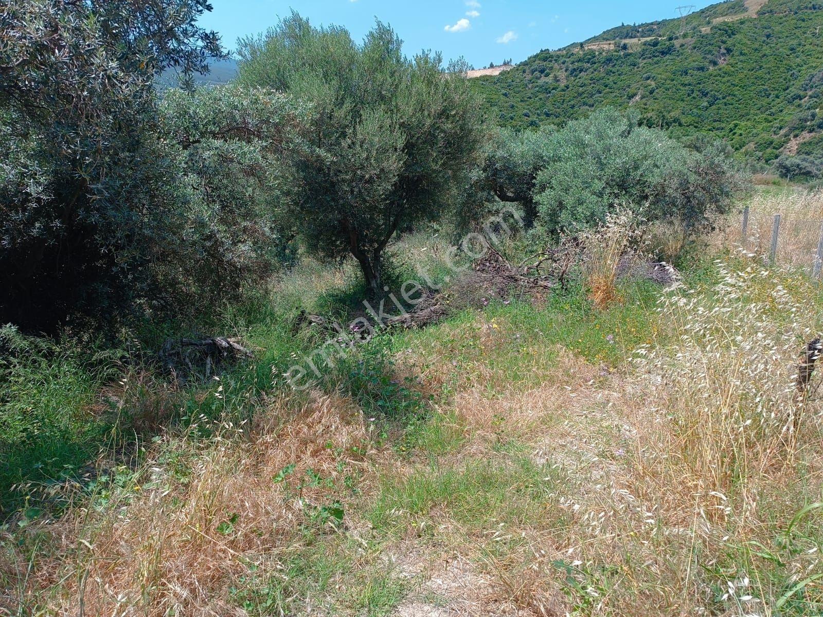 Kuşadası Kirazlı'da Satılık Kiraz Bahçesi.tarla. — fotoğraf 2
