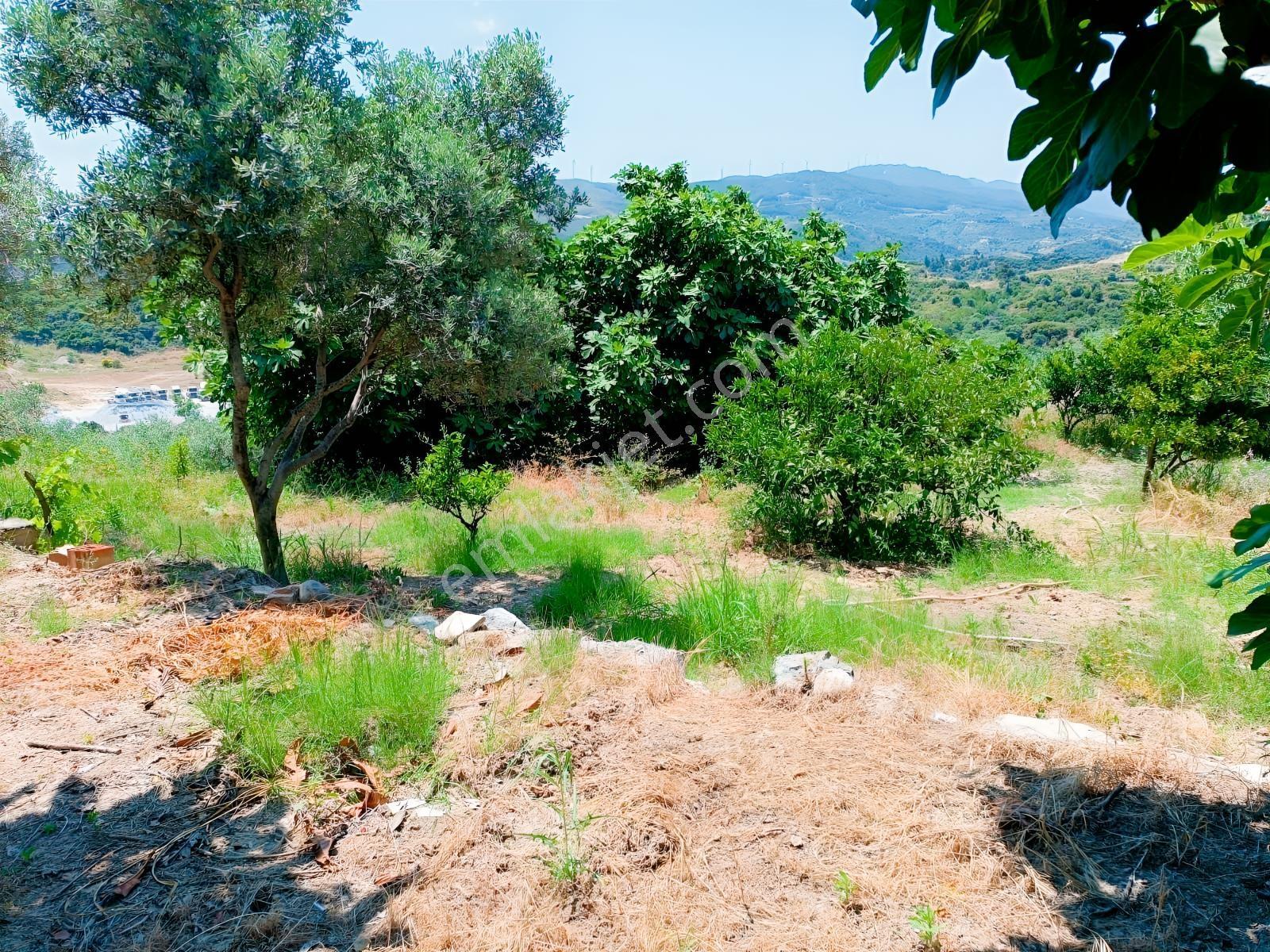 Kuşadası Kirazlı'da Satılık Kiraz Bahçesi.tarla. — fotoğraf 4