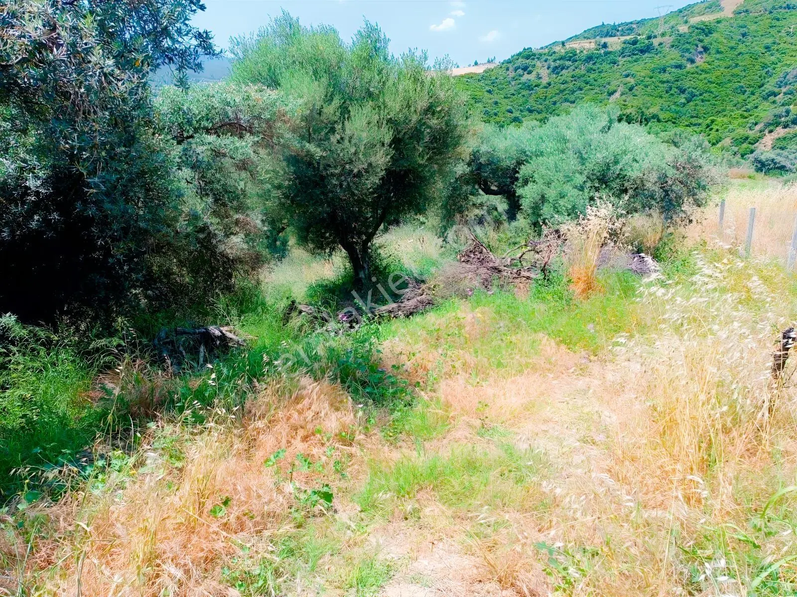 Kuşadası Kirazlı'da Satılık Kiraz Bahçesi.tarla. — fotoğraf 5