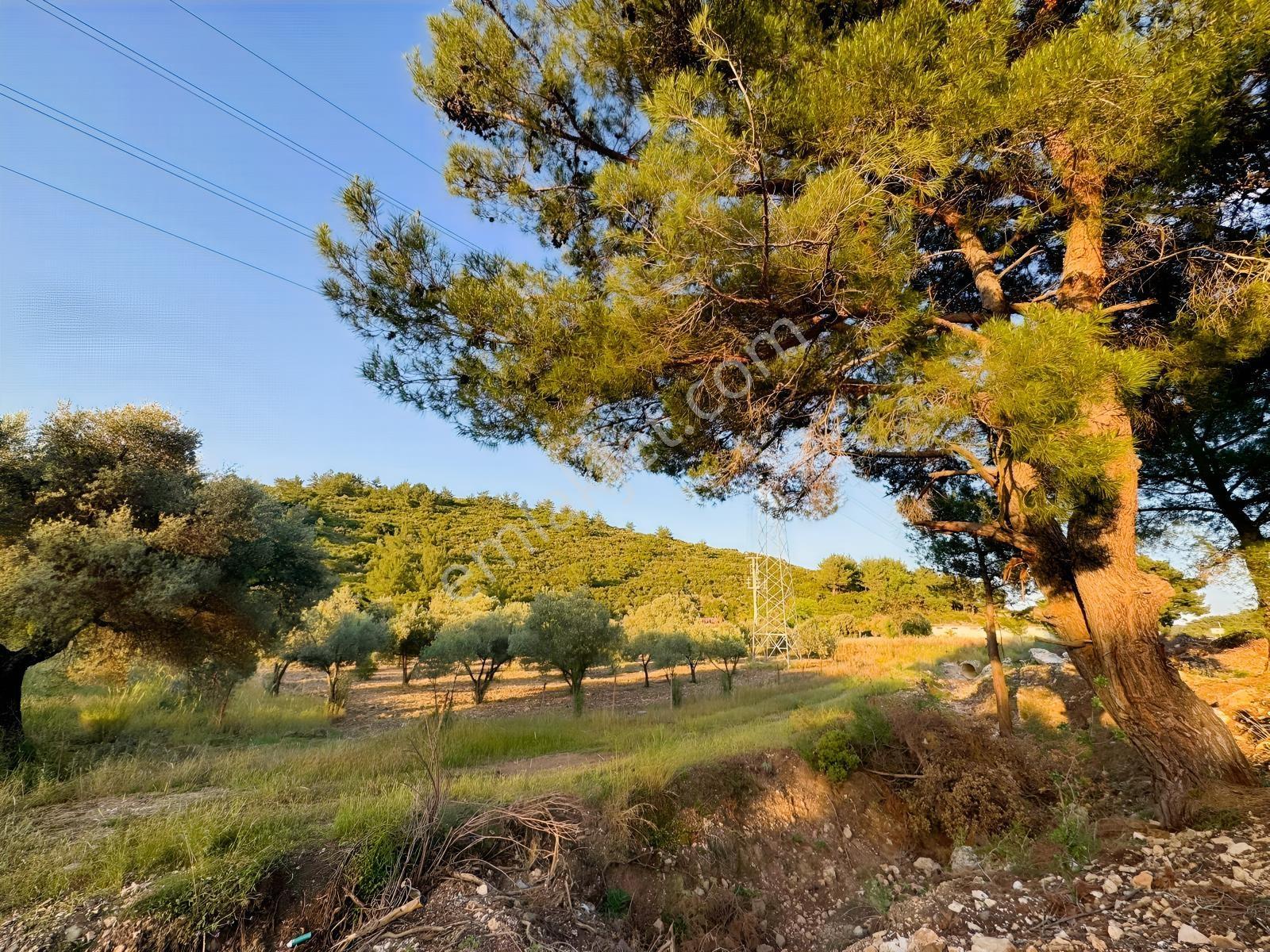 Urla Nohutalan'da Yol Cepheli Satılık Tarla