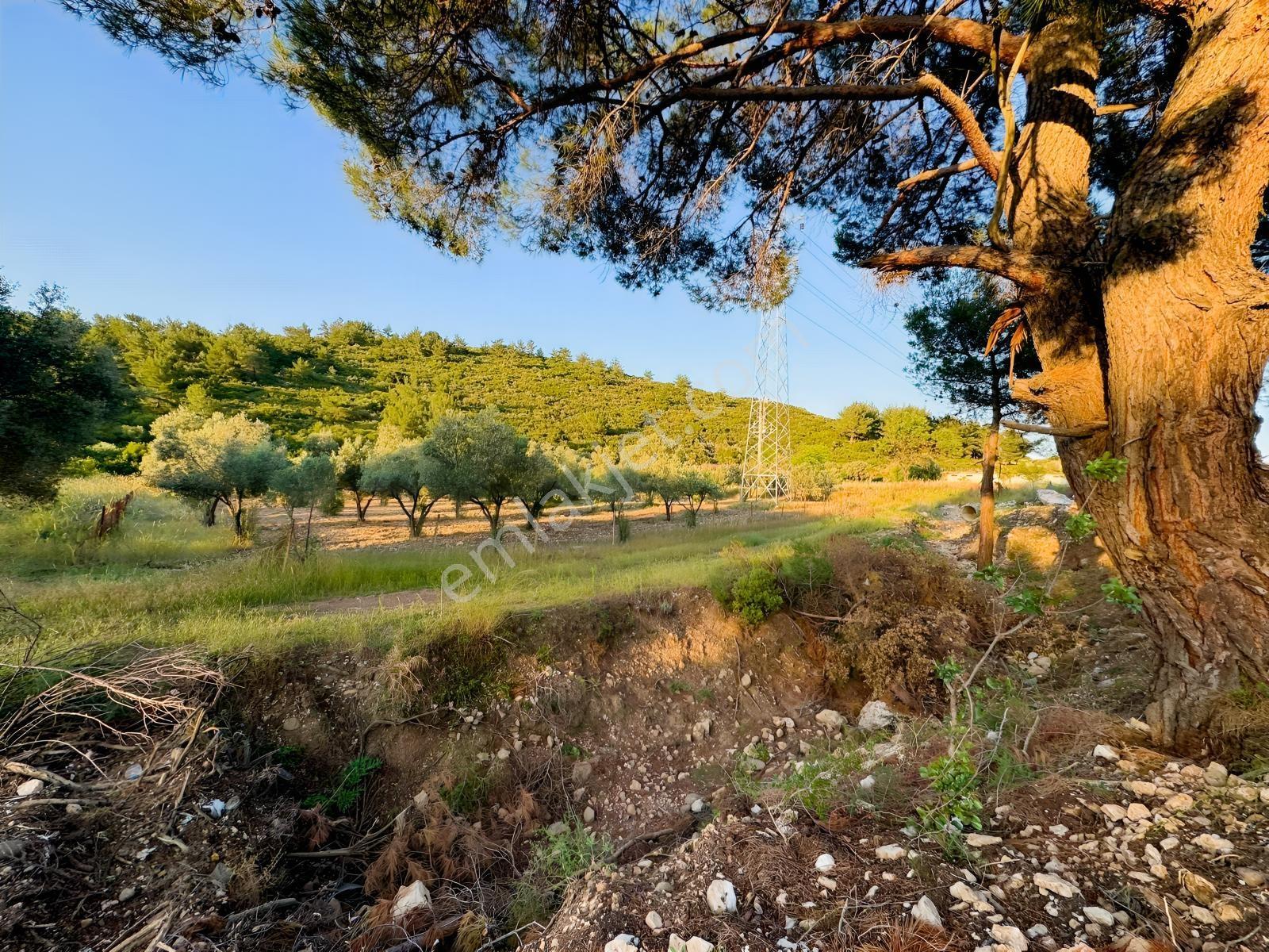 Urla Nohutalan'da Yol Cepheli Satılık Tarla — fotoğraf 4