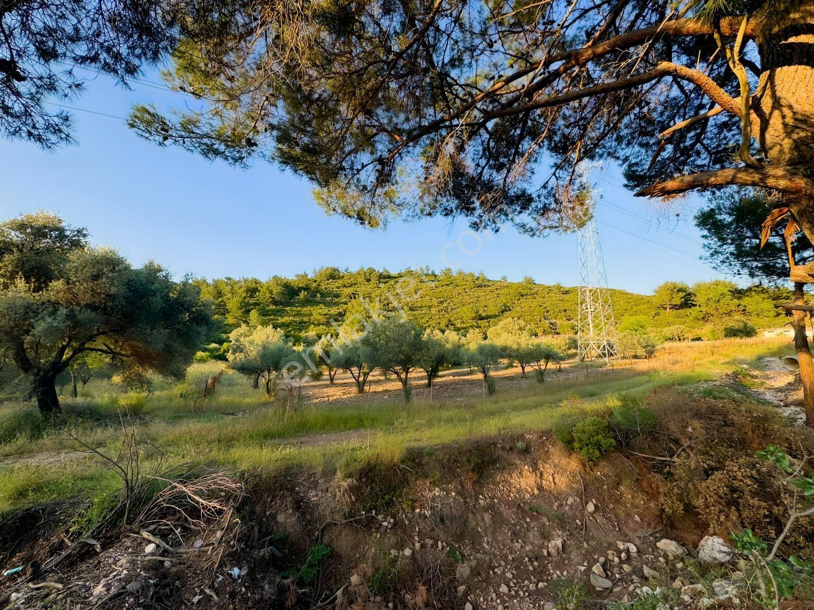 Urla Nohutalan'da Yol Cepheli Satılık Tarla — fotoğraf 9
