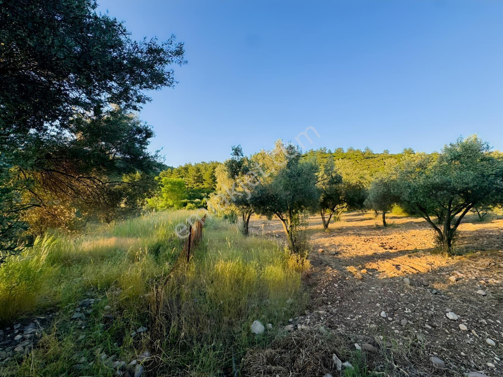 Urla Nohutalan'da Yol Cepheli Satılık Tarla — fotoğraf 11