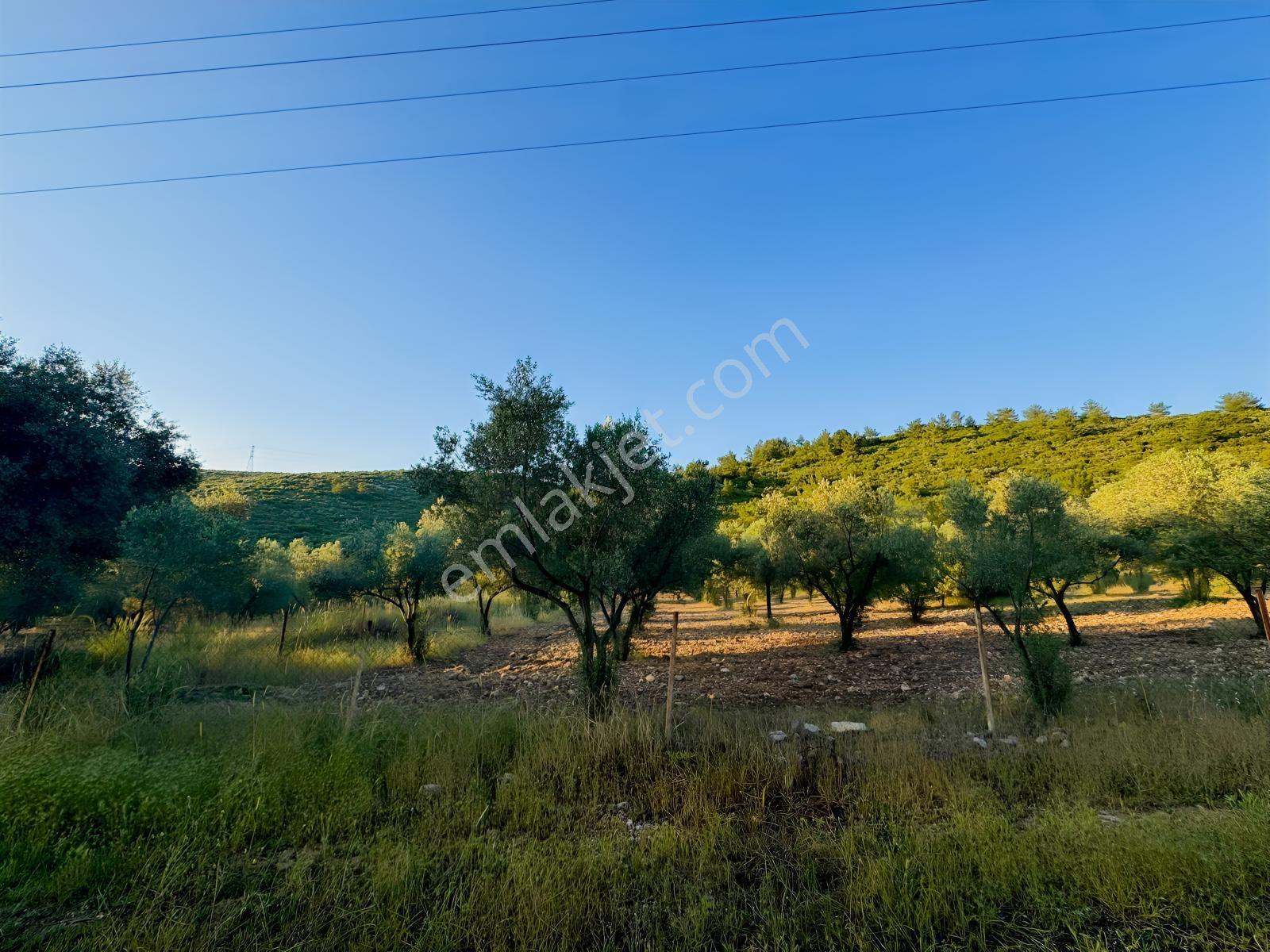 Urla Nohutalan'da Yol Cepheli Satılık Tarla — fotoğraf 12