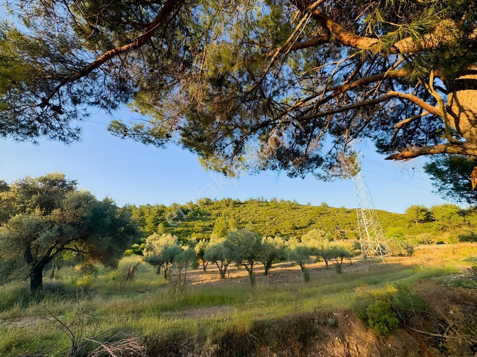 Urla Nohutalan'da Yol Cepheli Satılık Tarla — fotoğraf 13