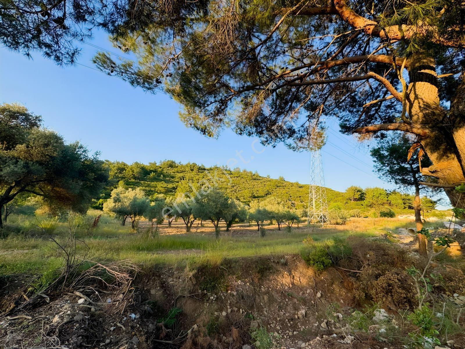 Urla Nohutalan'da Yol Cepheli Satılık Tarla — fotoğraf 14