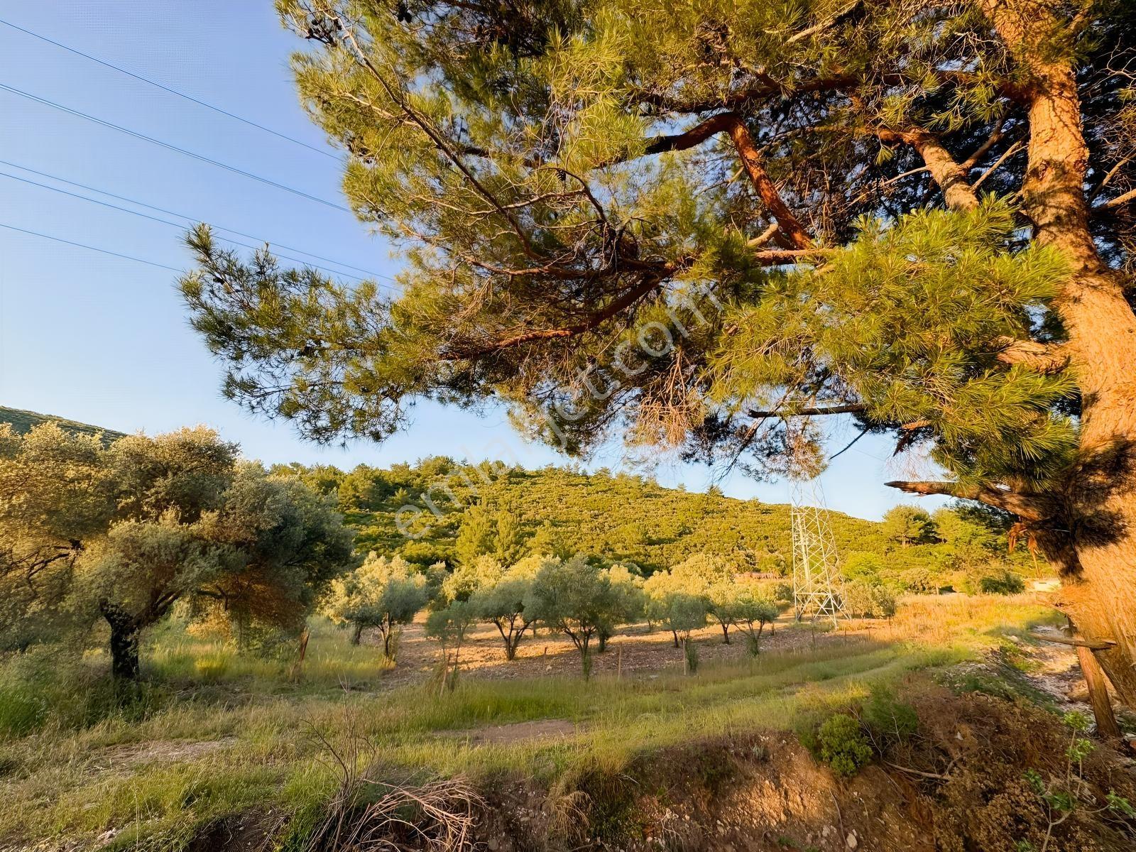 Urla Nohutalan'da Yol Cepheli Satılık Tarla — fotoğraf 15