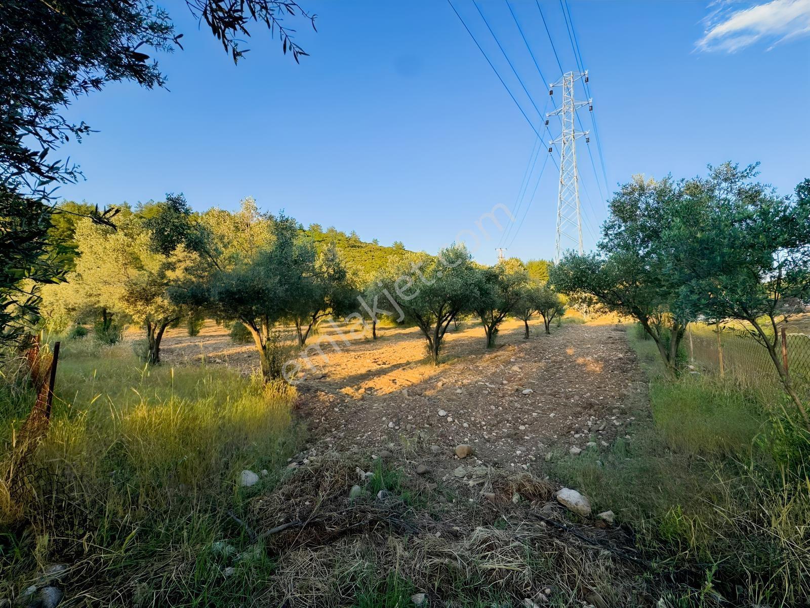 Urla Nohutalan'da Yol Cepheli Satılık Tarla — fotoğraf 17