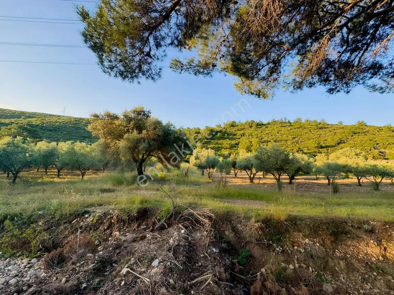 Urla Nohutalan'da Yol Cepheli Satılık Tarla — fotoğraf 18