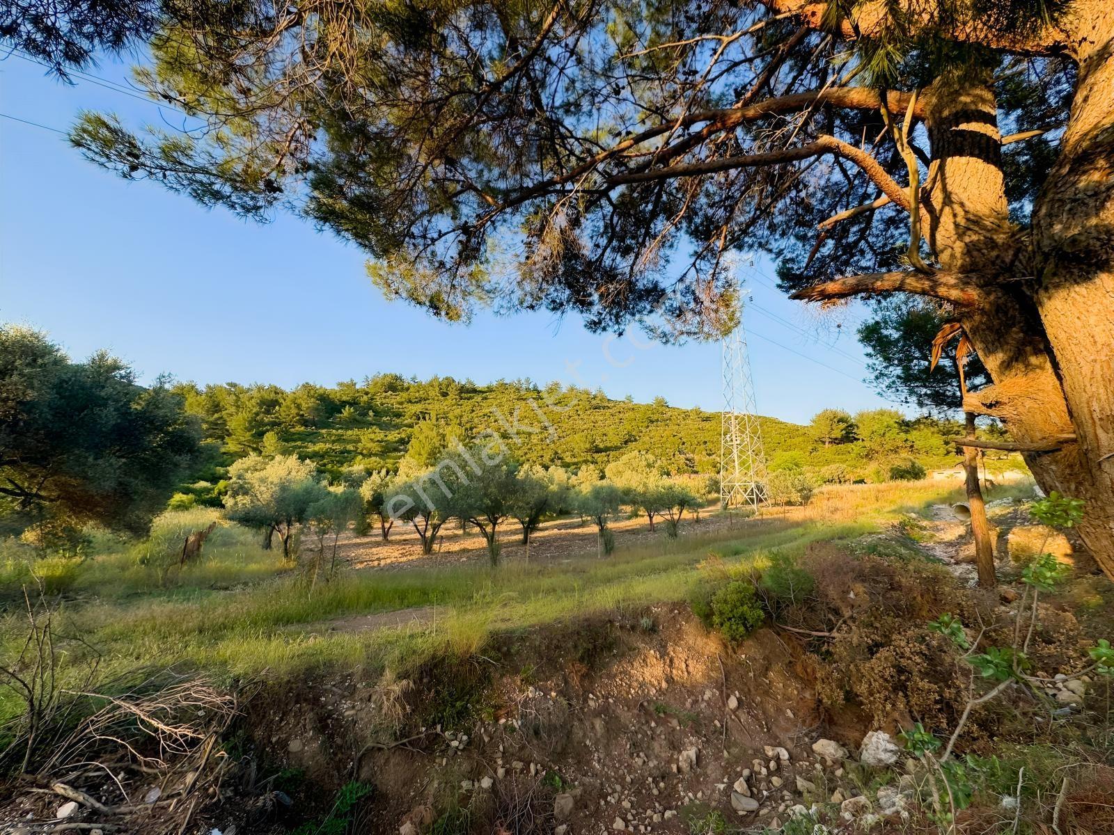 Urla Nohutalan'da Yol Cepheli Satılık Tarla — fotoğraf 20