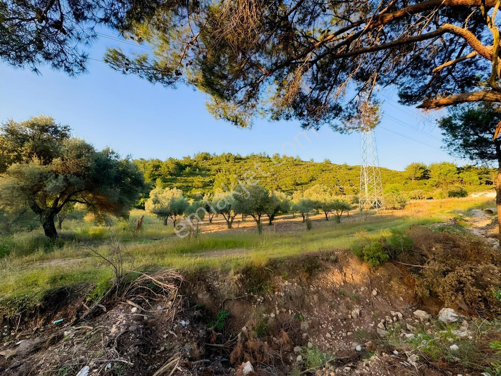 Urla Nohutalan'da Yol Cepheli Satılık Tarla — fotoğraf 22