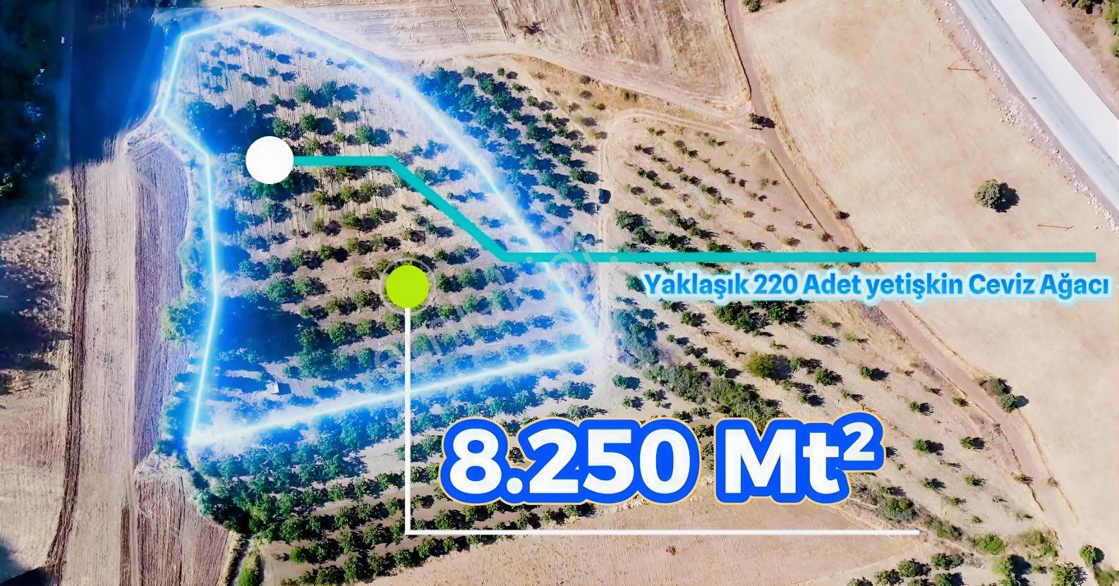 Akhisar Gördes Yoluna 200 M Mesafede Satılık Ceviz Bahçesi — fotoğraf 2