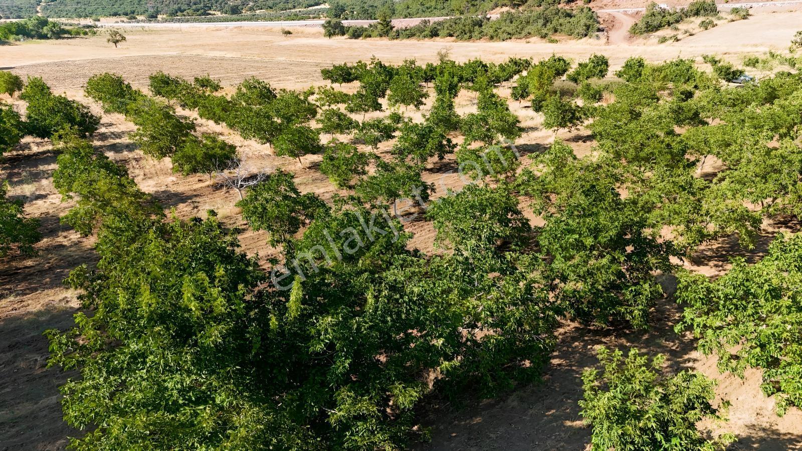 Akhisar Gördes Yoluna 200 M Mesafede Satılık Ceviz Bahçesi — fotoğraf 8
