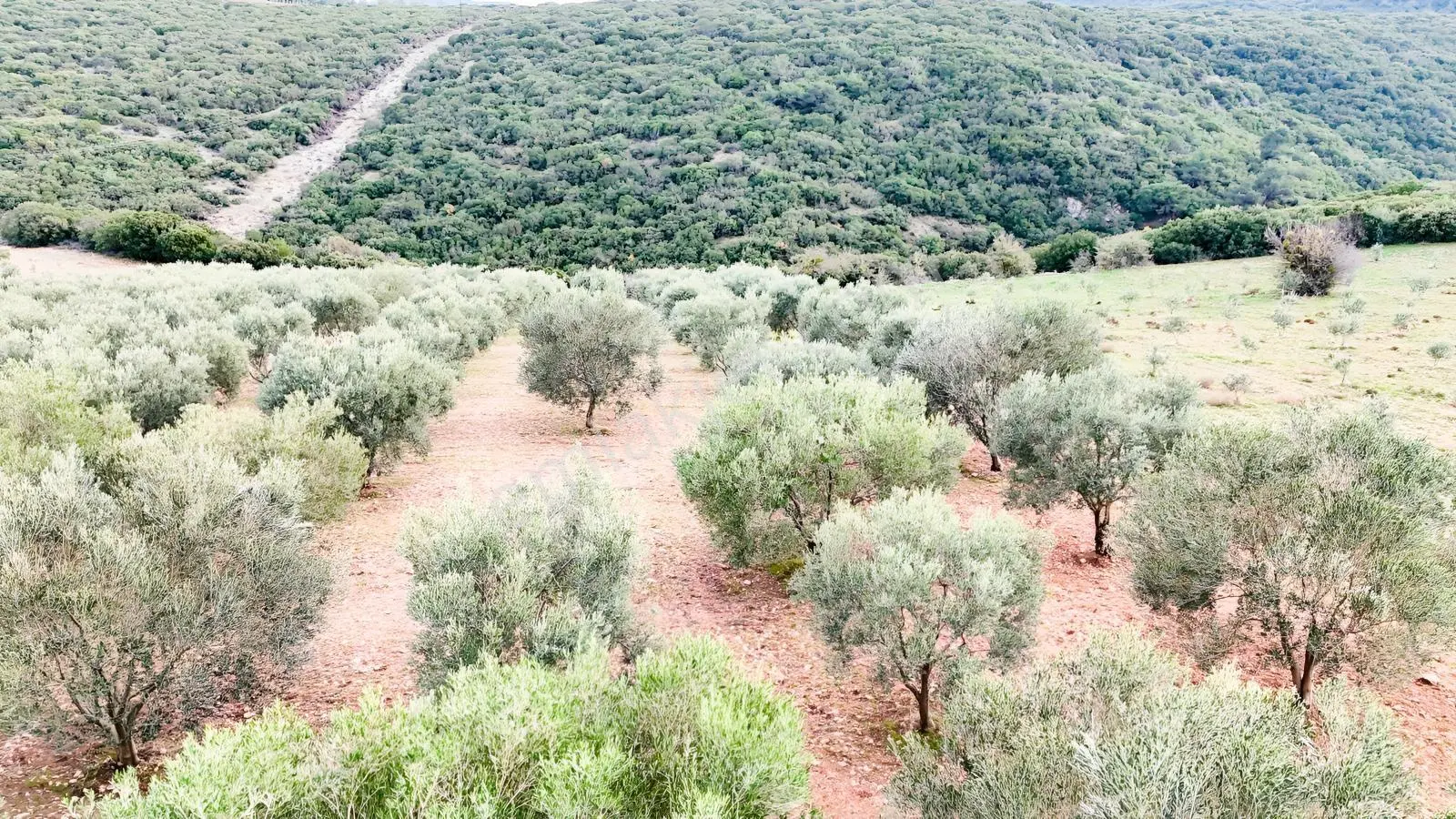 Seğirdim' De Satılık Zeytinlik