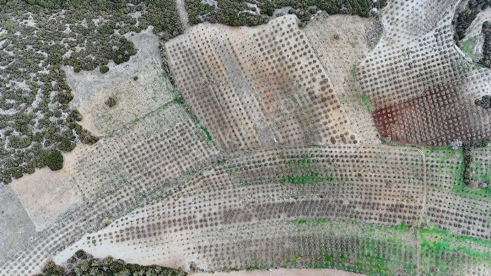 Seğirdim' De Satılık Zeytinlik — fotoğraf 5