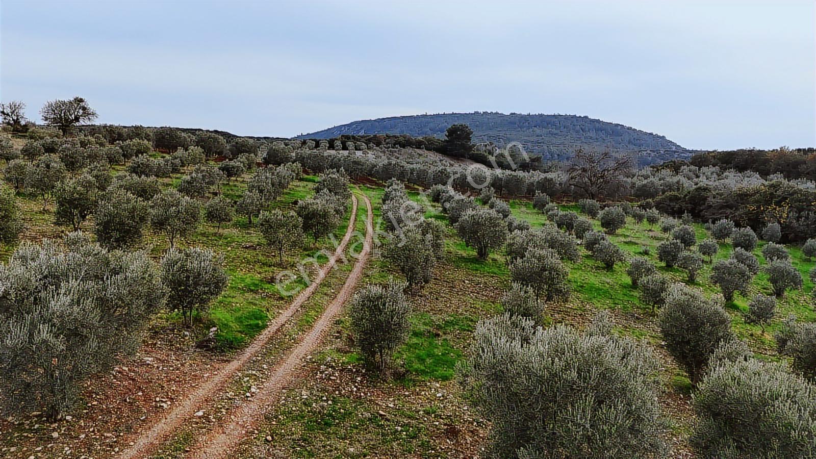Seğirdim' De Satılık Zeytinlik — fotoğraf 13
