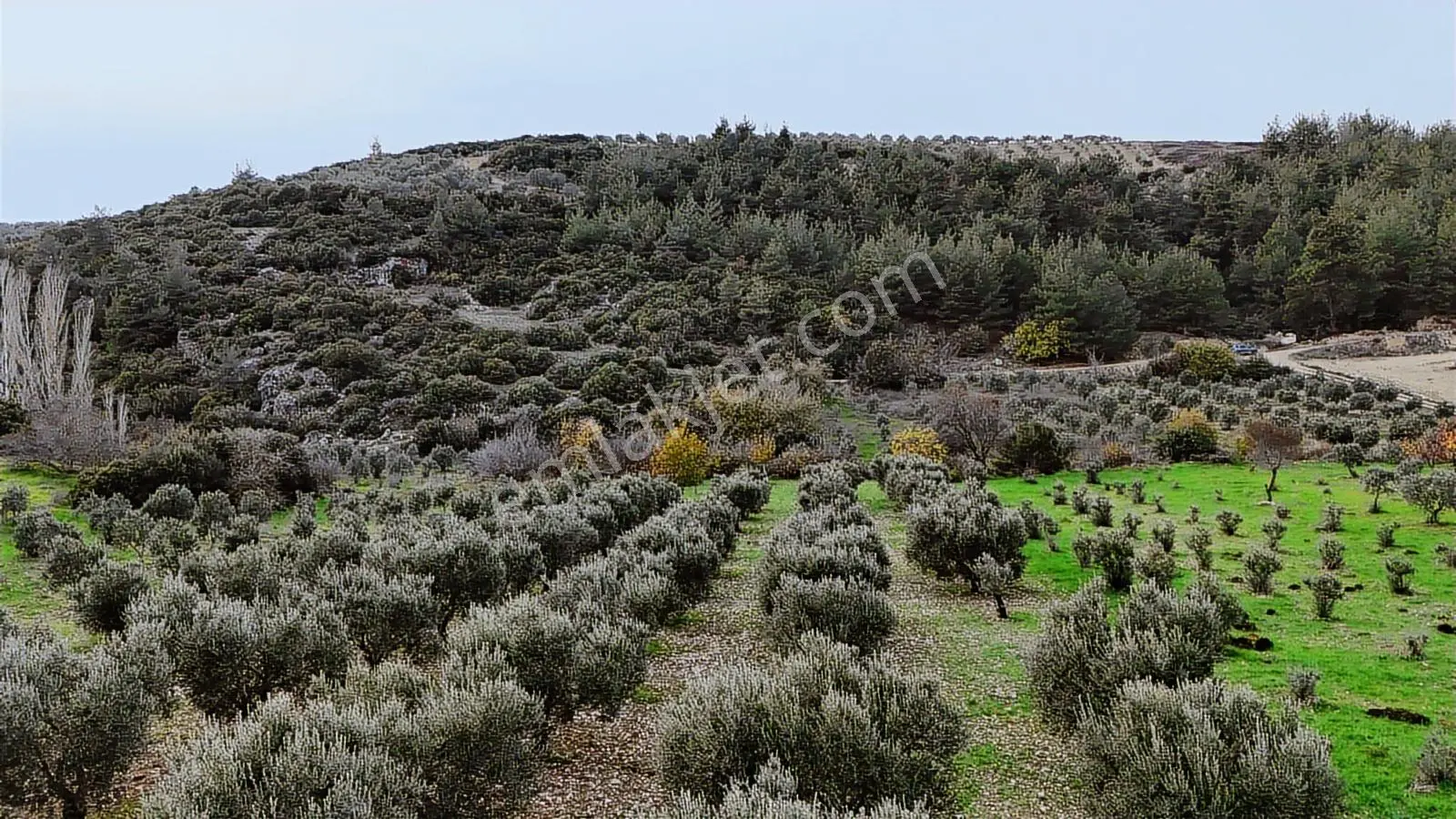 Seğirdim' De Satılık Zeytinlik — fotoğraf 14