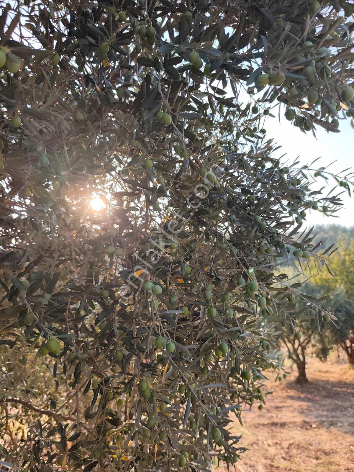 Seğirdim' De Satılık Zeytinlik — fotoğraf 27