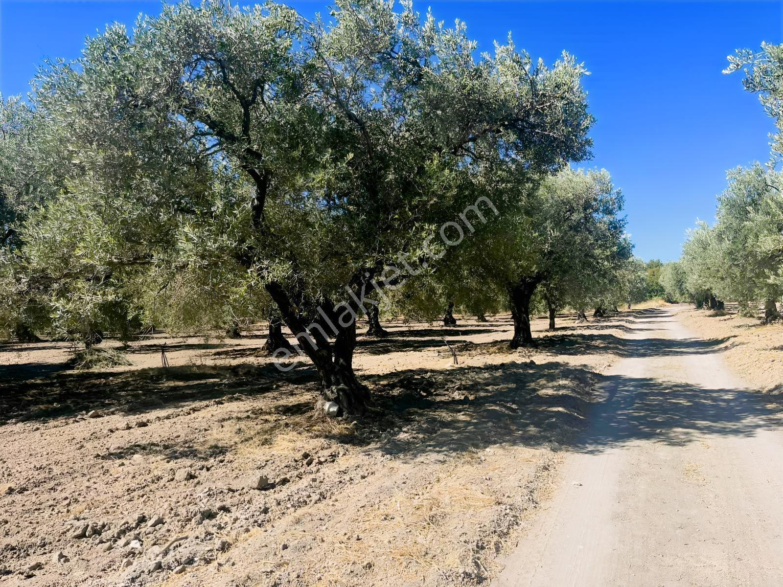 Akhisar Ballıcada 13 Dönüm Zeytinlik — fotoğraf 29