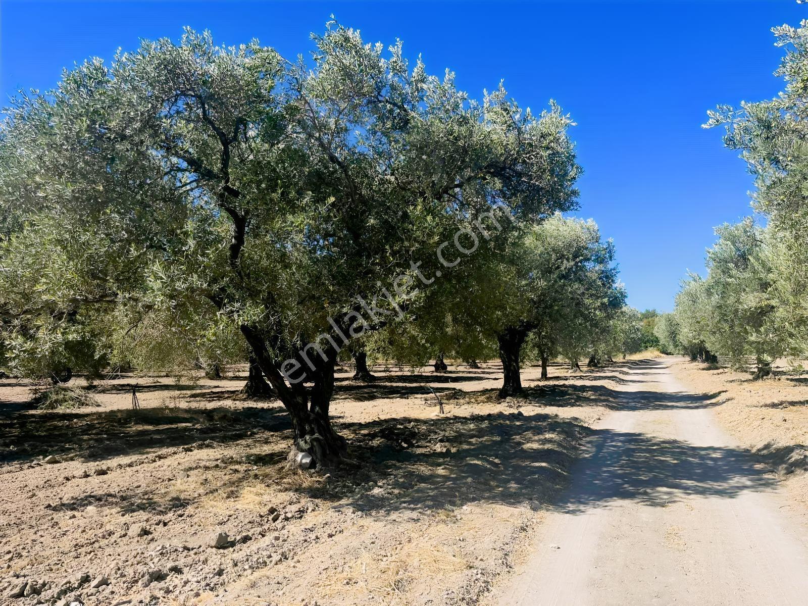 Akhisar Ballıcada 13 Dönüm Zeytinlik — fotoğraf 30
