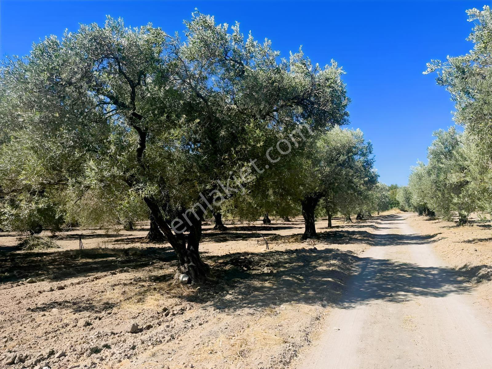 Akhisar Ballıcada 13 Dönüm Zeytinlik — fotoğraf 32